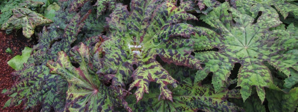 Podophyllum-delvayi-Hybrid