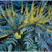 winter mahonia, courtesy of Bruce Bennett
