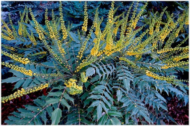 winter mahonia, courtesy of Bruce Bennett